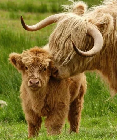 🐏Scottish Handmade Highland Cattle