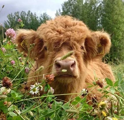 🐏Scottish Handmade Highland Cattle