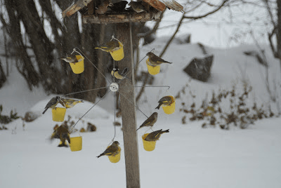 High Quality Super Hardness Ferris Wheel Bird Feeder🐦Birds can play in your garden all day