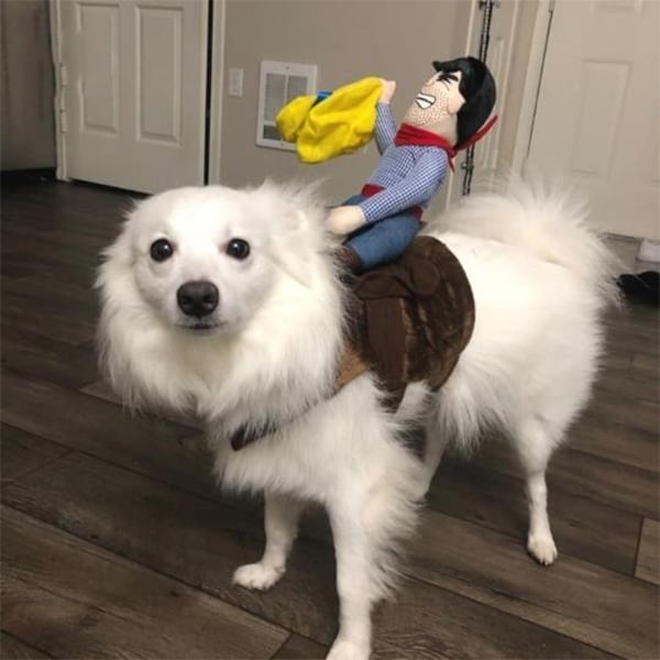 🎃 Halloween 2024 Hot Sale -The Cowboy Rider Dog Costume