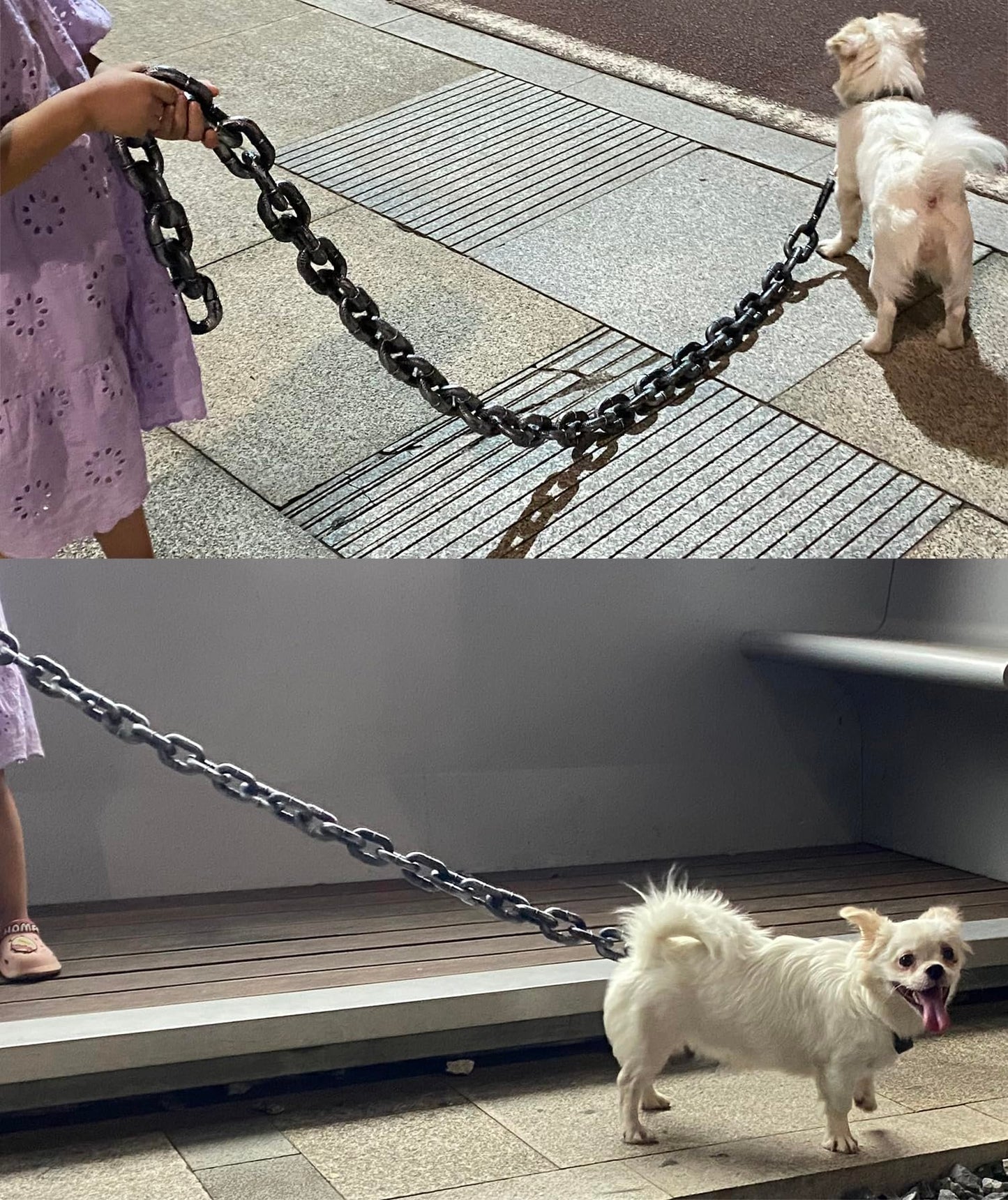 2024 Funniest Pet Chain