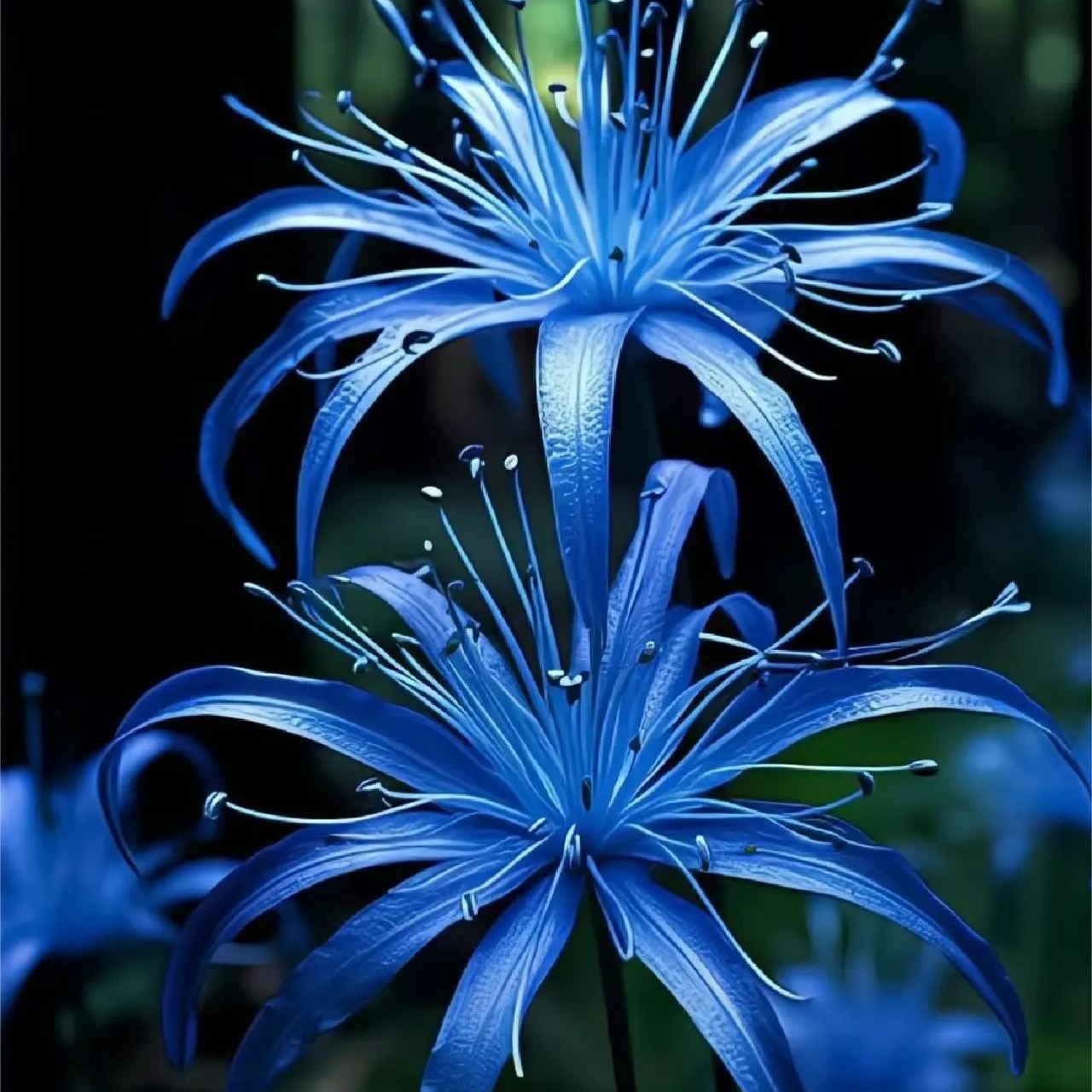 💙Blue Spider Lily Bulbs: Where Mystery Meets Beauty