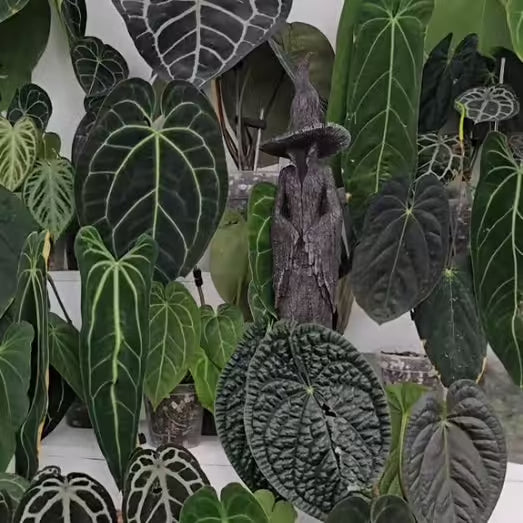 🔥LAST DAY 49% OFF - ❤️‍🔥🧙‍♀️Hand-Painted Enchanting Witch Statue: The Guardian of Your Home (✨Same as in the video)