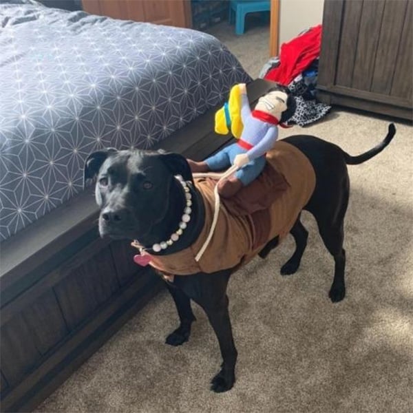 🎃 Halloween 2024 Hot Sale -The Cowboy Rider Dog Costume