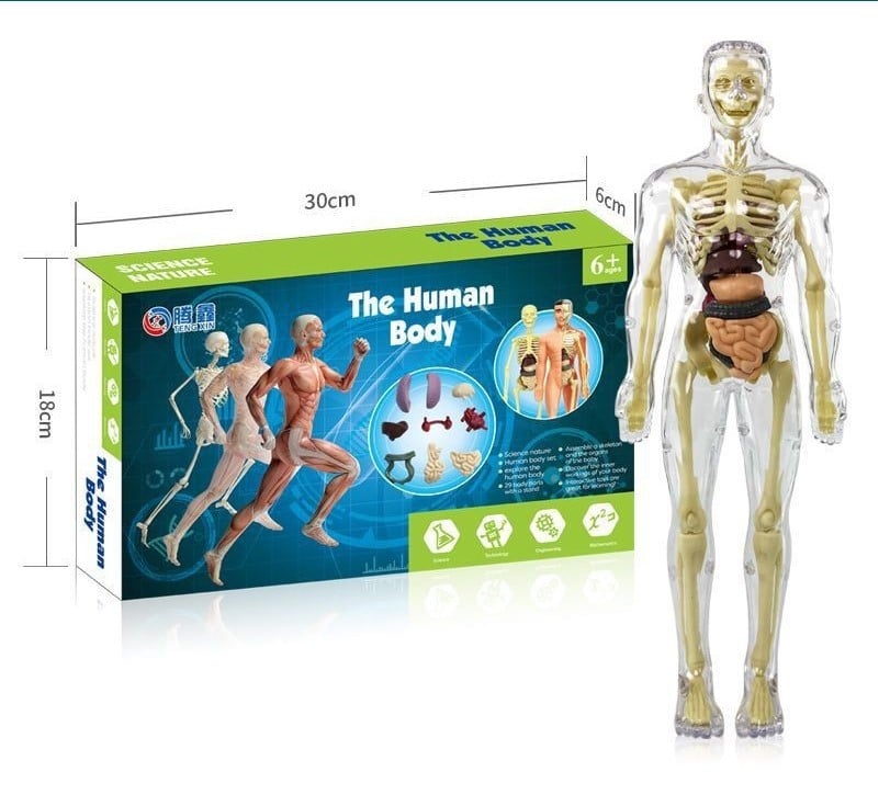 3d Human Body Torso Model for Kid Anatomy Model Skeleton