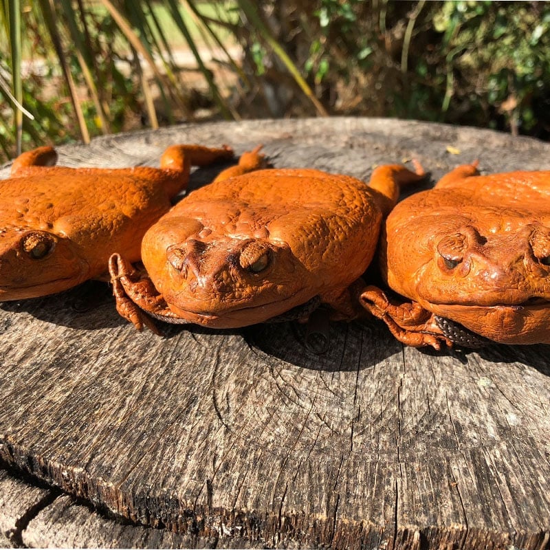 Sugar Cane Toad Full-body Funny Coin Purse