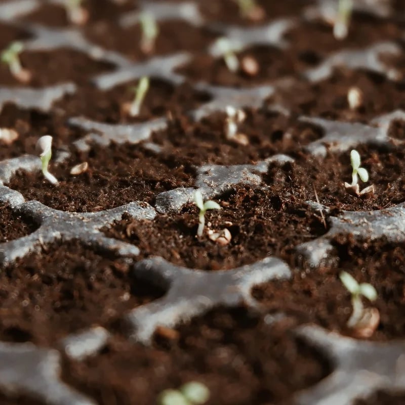 Premium Organic Coconut Coir Bricks for Plants