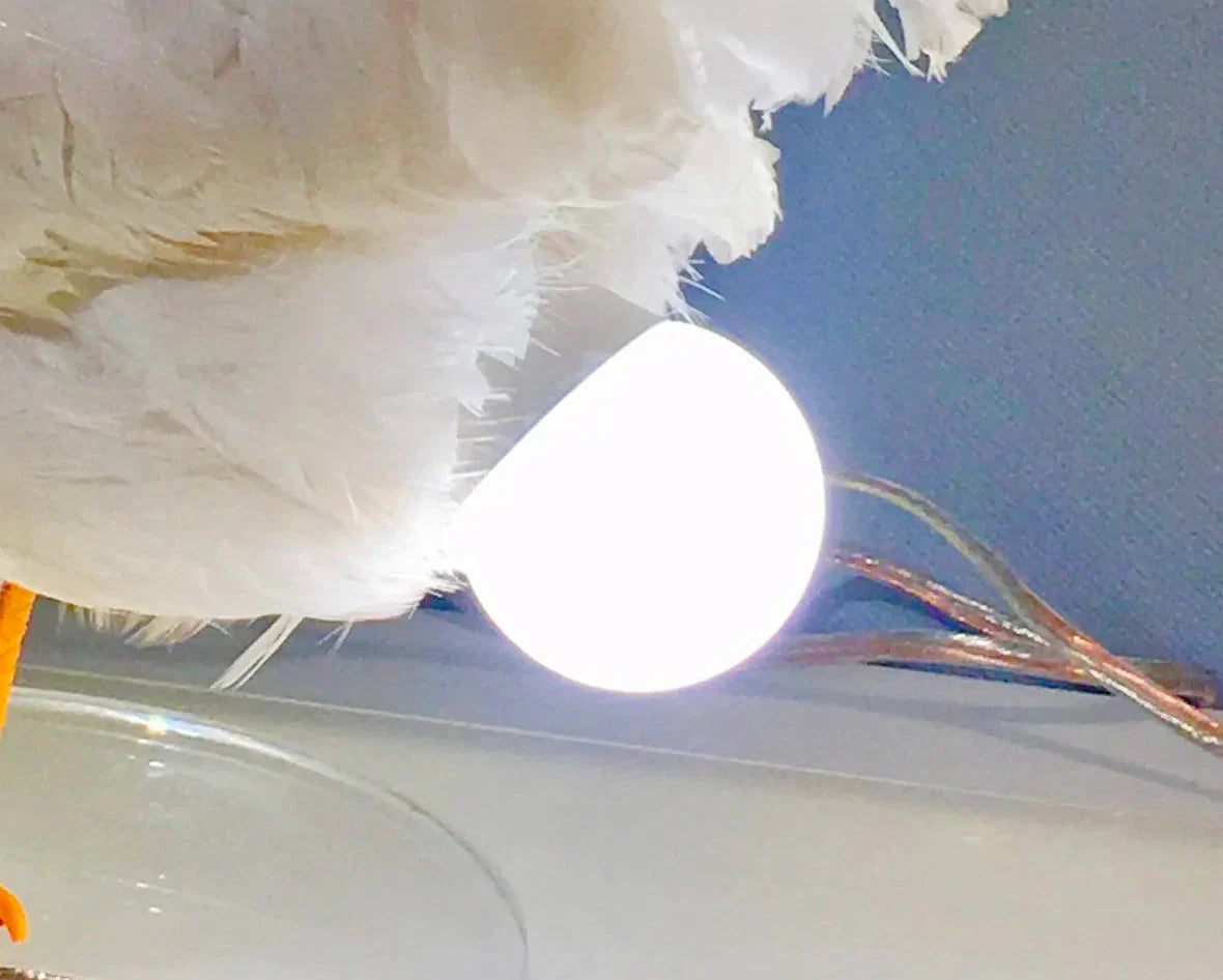 This Taxidermy Chicken Egg Lamp Exists, and We Begrudgingly Love It